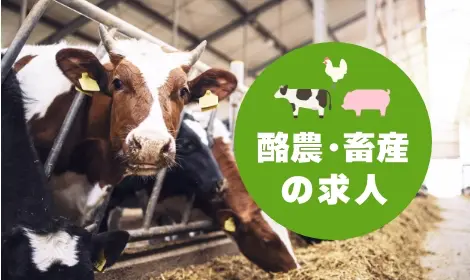 酪農・畜産の求人特集